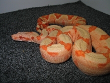 coral sunglow boa